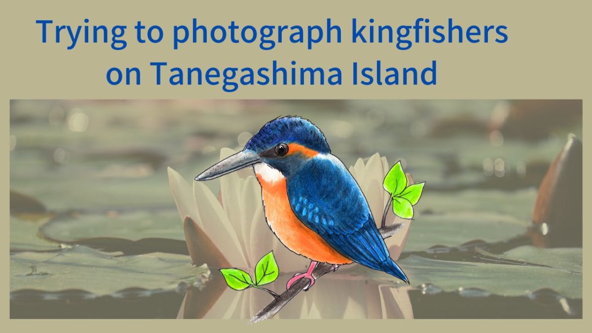 Trying to photograph kingfishers that are not fed on Tanegashima Island